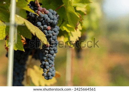 Ripe grapes growing in vineyard Royalty-Free Stock Photo #2425664561