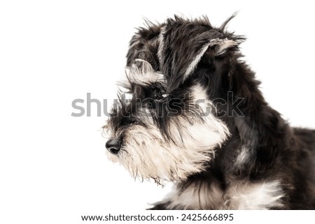 Portrait of a miniature schnauzer puppy looking to the side isolated on white background