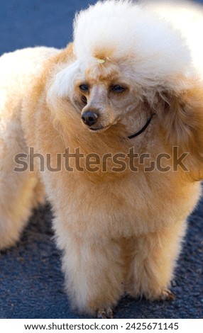 portrait of a poodle dog.apricot poodle