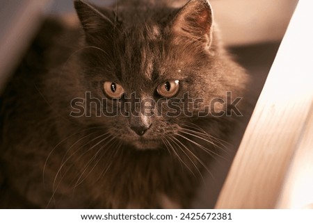 A Calm and Elegant Black Cat on Wooden Stairs. The cat is lying down and looking at the light. The shadows and the light create a beautiful contrast. Royalty-Free Stock Photo #2425672381