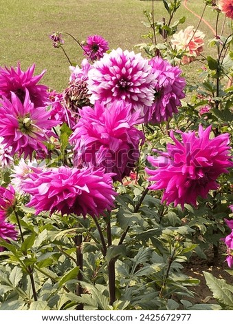 Bangladesh navy Botanical garden flowers pictures 