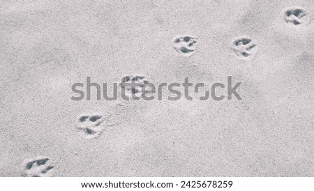 Fox paw prints on the sand. Nature background. Copy space.