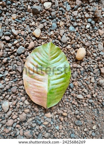 Stock image of stunning dry colourful solitary leaf fallen off from the tree lies on the gravel soil with details ultra hd hi-res jpg photo selective focus top ankle view outdoor picture.