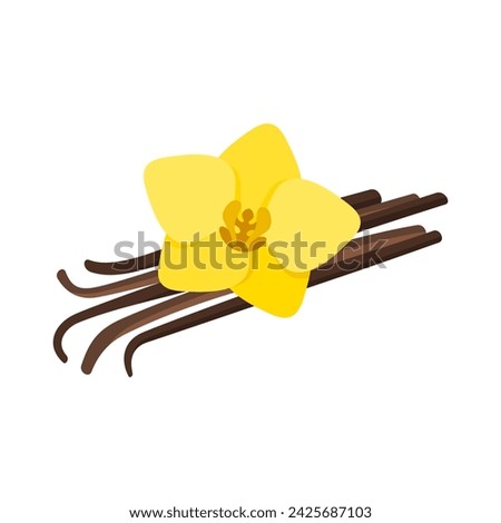 Vanilla flower and dried vanilla sticks. Vector illustration.