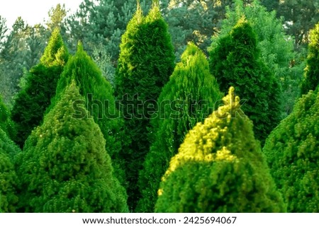 intense green thujas growing in the garden, artistically trimmed Royalty-Free Stock Photo #2425694067