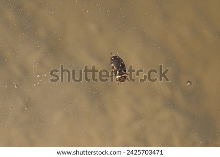 A floating water beetle deep in a cave system.
