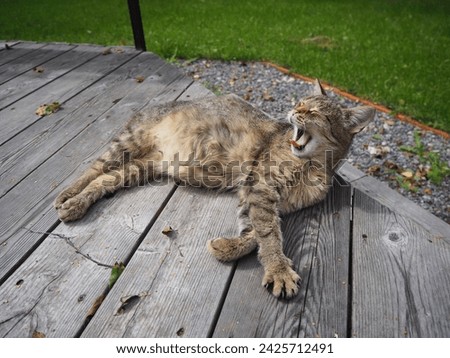 A stray homeless cat is lying on the veranda