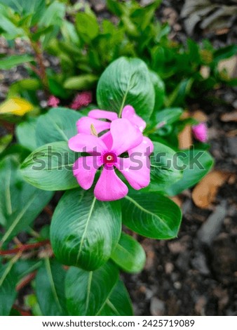 Stunning stock image of Madagascar periwinkle( Bright eyes,Graveyard plant,Old maid,pink or rose periwinkle) flower and leaves ultra hd hi-res jpg photo picture selective focus blurred background 