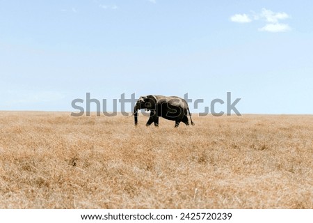 African elephant Loxodonta africana walks swinging trunk in sunshine in Chobe National Park Botswana. high quality elephant images with high resolution good for your project