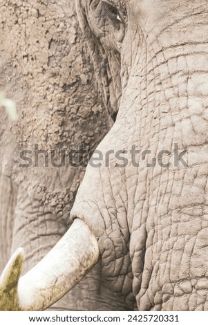 African elephant Loxodonta africana walks swinging trunk in sunshine in Chobe National Park Botswana. high quality elephant images with high resolution good for your project