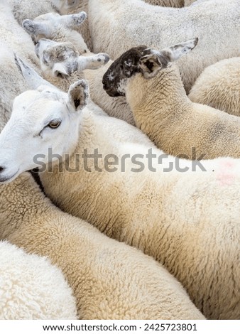 Sheep being gathered in sheepfold at Narin Strand Royalty-Free Stock Photo #2425723801