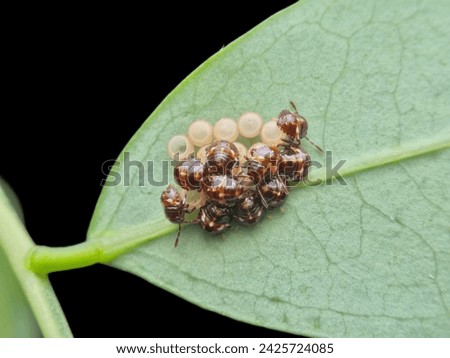 New stinkbug larva hatch under the leaf Royalty-Free Stock Photo #2425724085