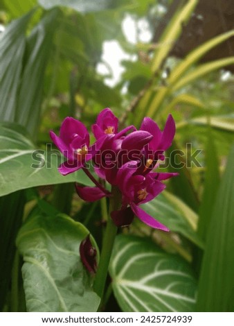 Elegant Radiance: Single Red Orchid Unveils Delicate Petals