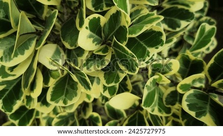 Green leaves of Mistletoe rubber plant for background 