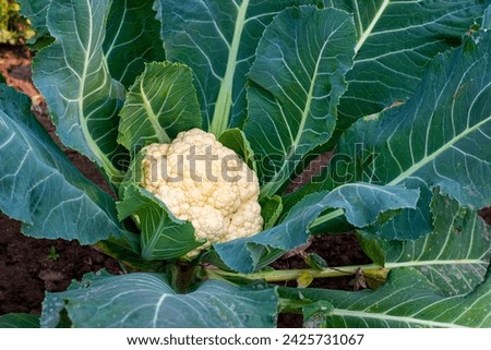 Fresh Cauliflower growing in the field