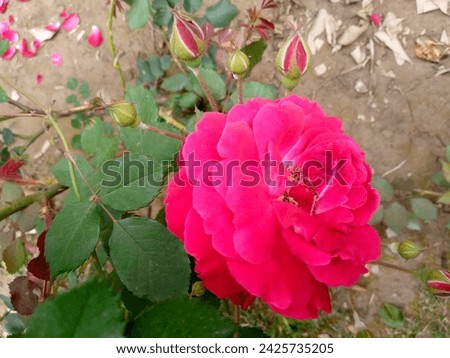 Beautiful Red roses picture background 
