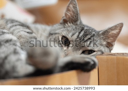 Cat lying down and relaxing Royalty-Free Stock Photo #2425738993