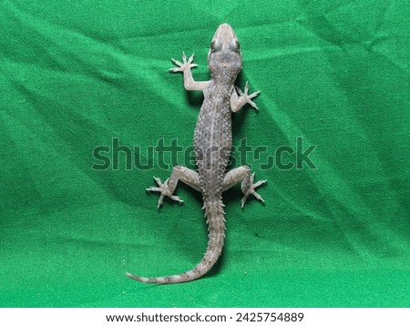 "Green Screen Lizard Background - Reptile with Chroma Key Green Environment for Video Editing"
