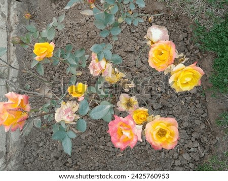 
this is yellow flower rose pictures natural