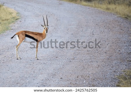 A thomson's gazelle turns to face the camera while crossing a road in Amboseli National Park Royalty-Free Stock Photo #2425762505