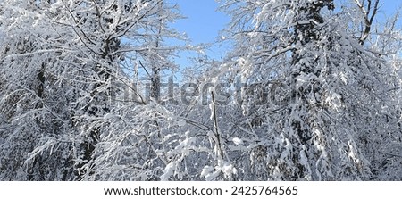A walk through the snow forest