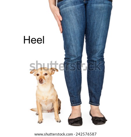 A person giving a hand signal to a little Chihuahua mixed breed dog for the command of heel.