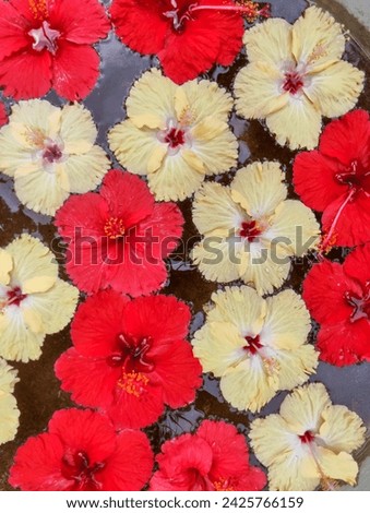 Close up red and white water flowers composition