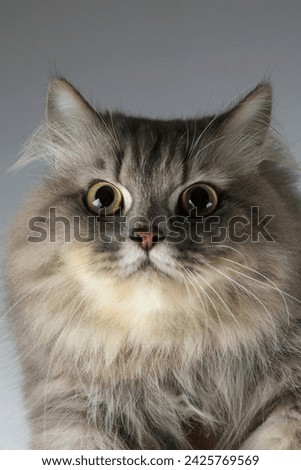 Grey Long Hair Cute  Persian Cat 