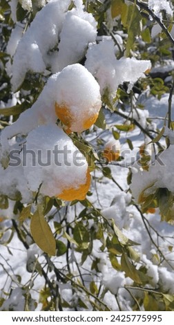 Citrus fruits
Oranges, lemons, limes
Winter still life
Snow-covered branches
Dewdrops
Freshness
Resilience
Vibrant colors
High resolution
Royalty-free