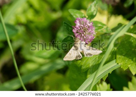 Cotton bollworm (Helicoverpa armigera) perched on pink flower in Zurich, Switzerland Royalty-Free Stock Photo #2425776021