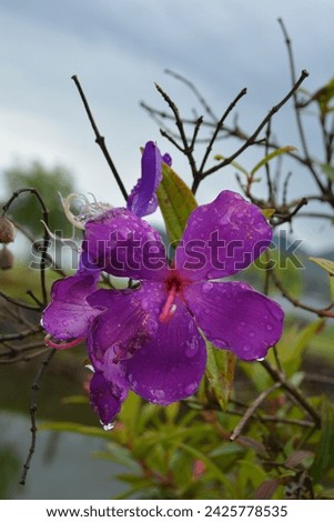 my own picture, purple flower after rain