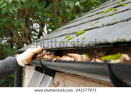 clearing blocked gutter of autumn leaves by hand Royalty-Free Stock Photo #242577871