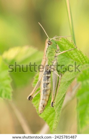Closeup on the European meadow grasshopper, Pseudochorthippus parallelus sitting in vegetation in natural environment.  Detailed macrophotography. Royalty-Free Stock Photo #2425781487