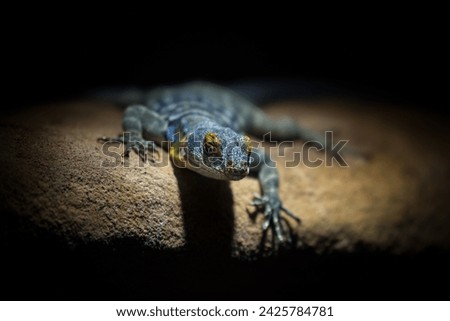 he Baja blue rock lizard (Petrosaurus thalassinus) is a species of large, diurnal phrynosomatid lizard. It reaches up to 45 cm (18 in) long including the tail, and has a flattened body.