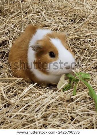Little guinea pig having a munch