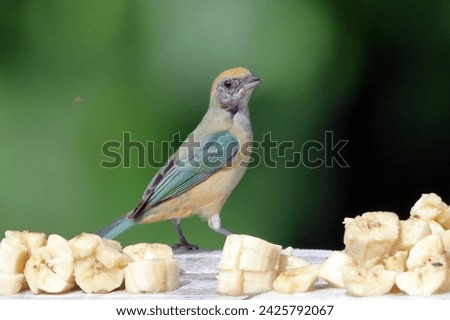 Female Burnished-buff Tanager (Stilpnia cayana) isolated, perched on the wall against a blurred background. Royalty-Free Stock Photo #2425792067
