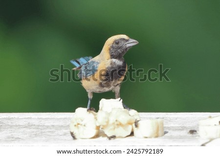 Male Burnished-buff Tanager (Stilpnia cayana) isolated, perched on the wall against a blurred background. Royalty-Free Stock Photo #2425792189