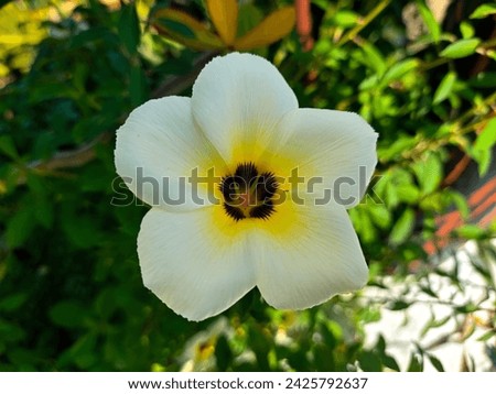 The Eight O'Clock Flower grows and blooms perfectly against the blurry background of the leaves
