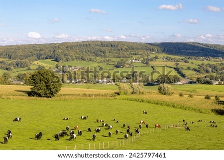 Summer landscape, Terrain hilly countryside of Zuid-Limburg, Galloway cattle breed nibbling fresh grass on the green meadow, Epen is a village in the southern, Dutch province of Limburg, Netherlands. Royalty-Free Stock Photo #2425797461
