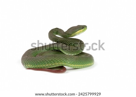 Trimeresurus Insularis closeup on isolated background, Indonesian viper snake closeup Royalty-Free Stock Photo #2425799929