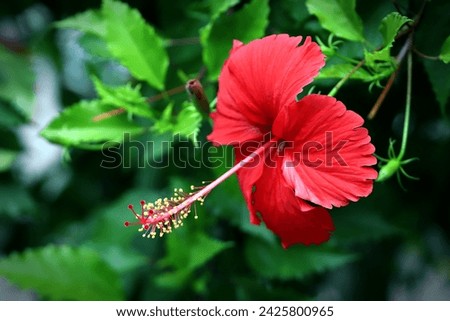 Blooming red hibiscus flower with green leaves in the background, image for mobile phone screen, display, wallpaper, screensaver, lock screen and home screen or background