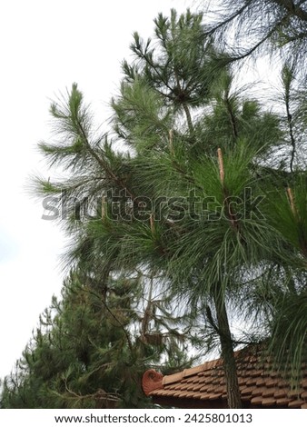Pines are commonly found in the Northern Hemisphere. Pine may also refer to the lumber derived from pine trees; it is one of the more extensively used types of lumber. Royalty-Free Stock Photo #2425801013