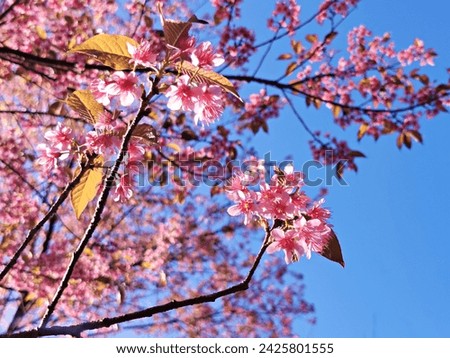 Wild Himalayan Cherry Tree or Sour Cherry (Prunus cerasoides)