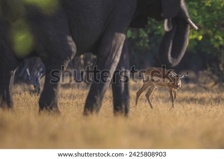 Picture in Botswana for deer in front of elephant