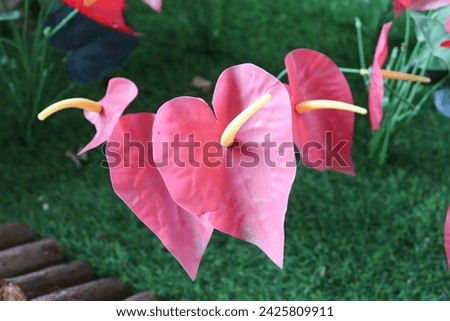 close up of fake red Painter's-palette flower or can be called Anthurium andraeanum or Flamingo Flower Plant with fake grass background Royalty-Free Stock Photo #2425809911