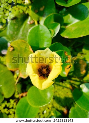 stunning Hydrocleys nymphoides(waterpoppy) yellow flower with green leaves selective focus blurred background top ankle view detailed view ultra hd hi-res stock jpg image photo picture