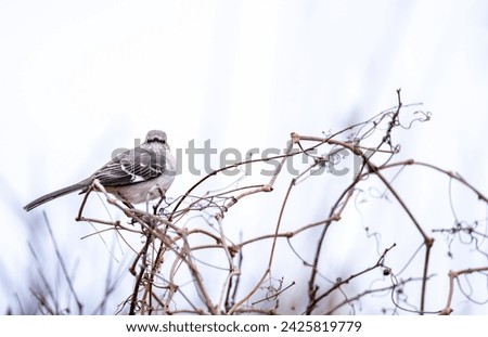 A northern mockingbird (mimus polyglottos) perches on some branches in the winter.