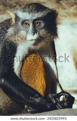 Mona monkey sitting on the tree and looking down