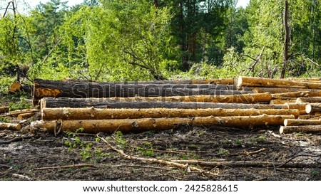 The stack of log trunks, wooden trunks of pine, the harvesting of wood by the woodworking industry on a large scale.