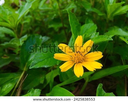 Melampodium divaricatum Or mini sunflower or thousand star flower This species was first described in 1836.